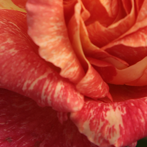 Поръчка на рози - Жълто - Розов - Чайно хибридни рози  - интензивен аромат - Pоза Медитеранеа - Педро (Пере) Дот - Интересни цветове,в почти всички цветни лехи.